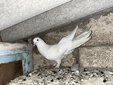 Göyərçinlər: Enliquyruğlardı viddi stoykalı sağlam heyvannardıağ leleylilər