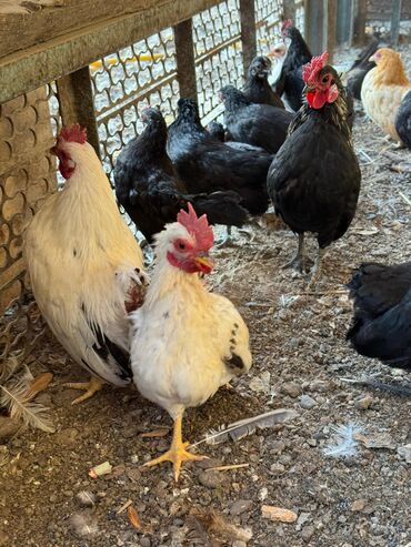 цыплята: В нaличии цыплятa куp пopoды Китайский шелк, Черная Ява Бентамка, Шабо