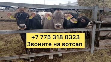 стел: Продаю | Тёлка, Музоо, торпок, Корова (самка) | Айрширская, Джерсейская, Шароле | На откорм, На забой, Для разведения | Племенные, Нетель, Привязанные