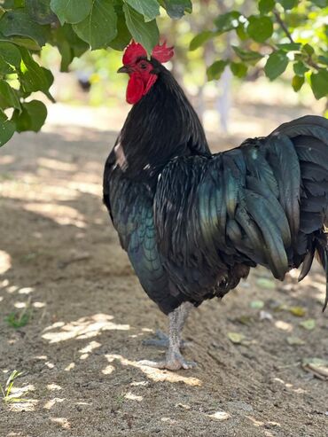 Toyuqlar: Təmiz qan Avstralop cücələr topdan satılır. 1 gündən 1 ayına kimi — 3