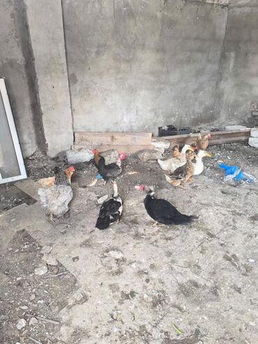 hind xoruzu: Toyuq, Damazlıq, Ünvandan götürmə
