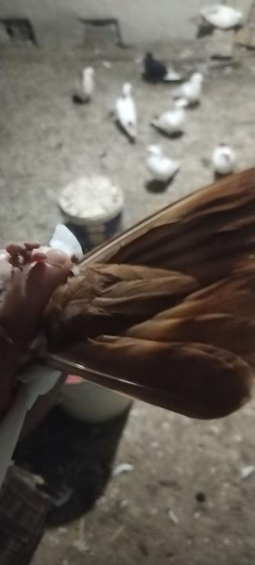 beta balığı qiymət: Qirmizi quyrug qirmizj bel dimdik kekil erkey baladi qiymet 10 manat — 3