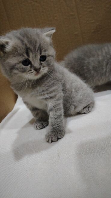 Pişiklər: Boz rəngli balaca pişiklər – yumşaq tüklü, iri qara gözlü, qısa — 2