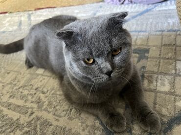 сколько стоит британская вислоухая кошка: Скотиш Фолд (Шотландиялык шалпаң кулак), 10 айлык, Эркек, Боз