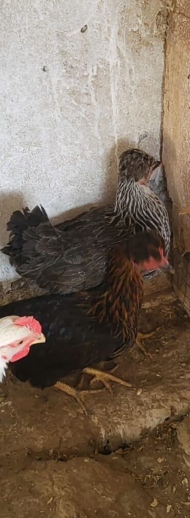 Digər quşlar: Kəkilli kənd fərələri 4 aylıq 10 ədəd 19 manatadi fərələr 12 manat — 3