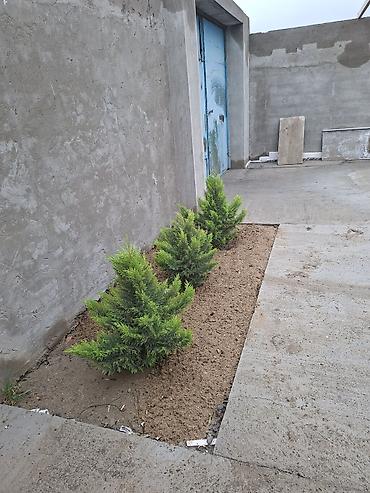 Həyət evləri və villaların satışı: 3 otaqlı, 100 kv. m, Kredit var, Təmirsiz — 7