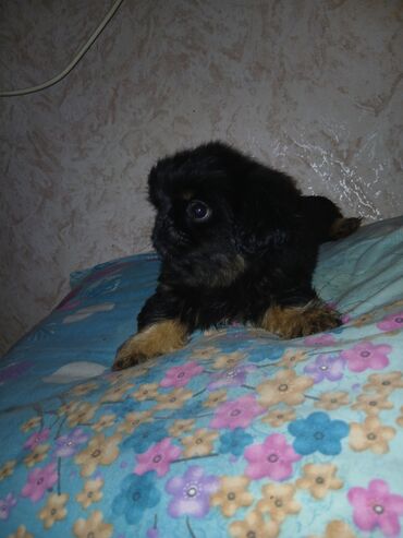 İtlər: Pekines, 2 ay, Erkek — 7