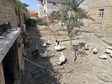 Аквариумы: Salam,60 dənə qalıb 18 dənəsi böyükdü,qalanları 3 4 aylıq