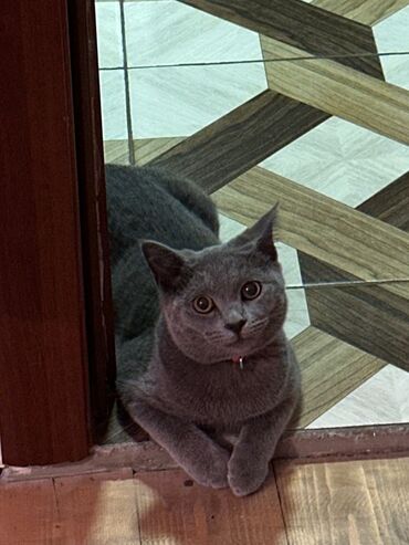 отдам котят в добрые руки: Boz rəngli, qısa tüklü, zərif və kompakt ev pişiyi. Yumşaq, sıx