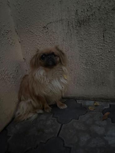 tap az qaz balalari: Pekines, 4 ay, Erkək, Ünvandan götürmə — 7