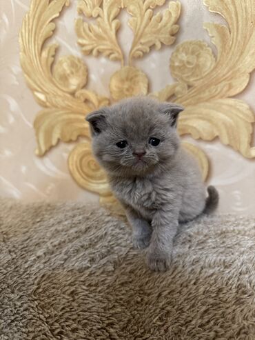 scottish fold: Şotland yastı qulaq, Dişi, Erkək
