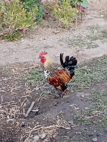 клетка для кореллы: Пара декоративный кур — 4