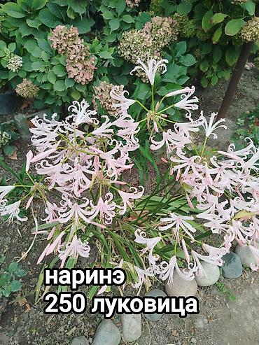 Другие садовые цветы и кустарники: Хосты и садовая фуксия — сортовые растения для вашего сада. - Hosta — 5