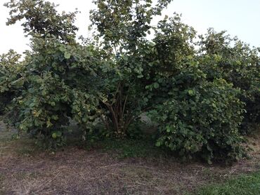 Torpaq sahələrinin satışı: 2000 sot, Kənd təsərrüfatı, Mülkiyyətçi, Kupça (Çıxarış) — 11