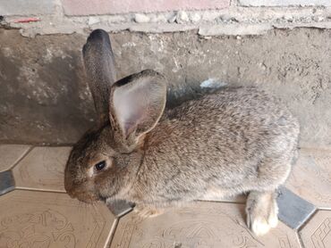 Декоративные кролики: Срочно продается оптом Кролика 4 самки 1 самец парода 3 самка фландр и — 8