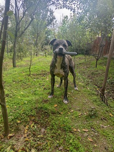i̇t afcarka: Pitbul, 3 il, Erkek, Peyvəndli, Ödənişli çatdırılma