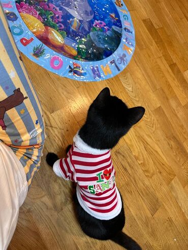 Pişiklər: Britan, Erkək, Dişi, Yaxşı əllərə, Ünvandan götürmə, Ödənişli çatdırılma — 8