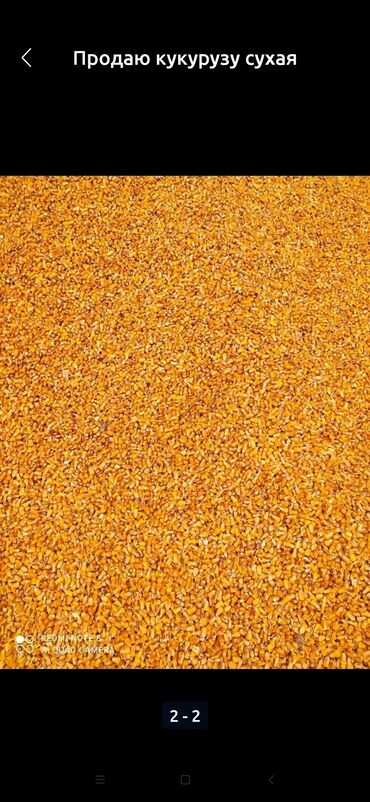 Продаю кукурузу хорошем состоянии сухая 38 тон есть