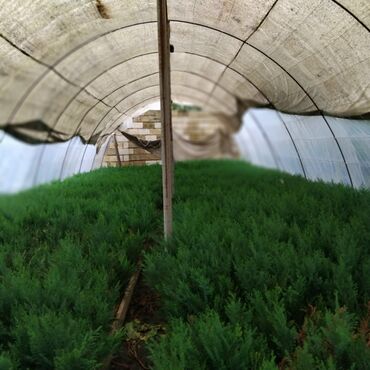 Şitillər: Leylandra tingi - Növ: Thuja/ardıc tipli dekorativ iynəyarpaq — 6