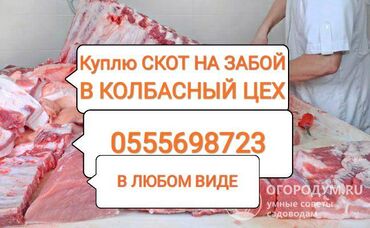Животные - Ала-Тоо: Звоните в любое время
Заберу сам
