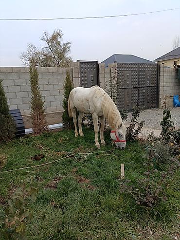 Лошади, кони: Продаю | Конь (самец) | Рабочий, Для разведения, Конный спорт | Мерин — 4