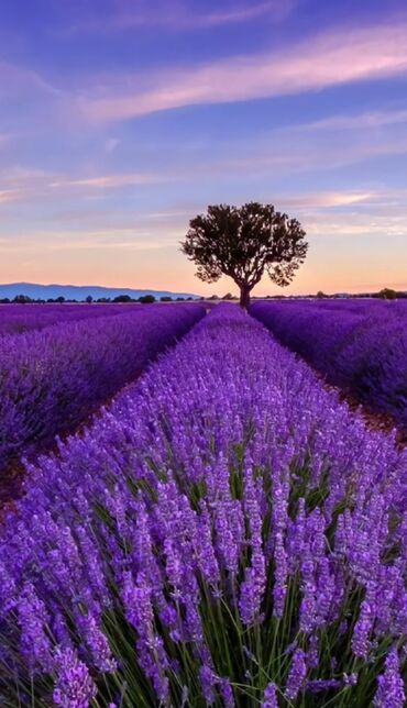 Tinglər: Lavanda (Lavandula) tingləri – ətirli, dekorativ və faydalı çoxillik — 3