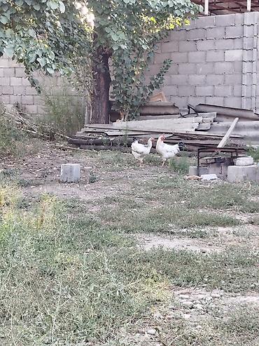 ак кой: Продаю | Куры | Домашняя | Для разведения — 2