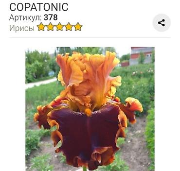 Другие садовые цветы и кустарники: Ирисы бородатые, сортовые в продаже корниделенки по одному вееру🌺 — 24