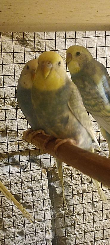 попугай волнистый цена: Rainbovlar satılır. Beş ədəddir. Üc dörd aylıq tam sağlam quşlardır — 7