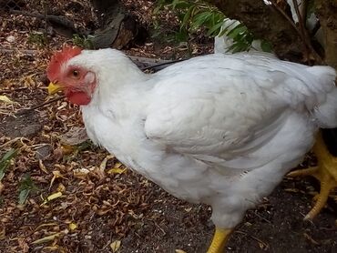 Atlar: Toyuq, Broyler, Ətlik, Ünvandan götürmə