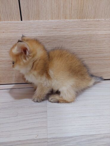 Pişiklər: Qızıl şinşilla, Erkək, Dişi, Ünvandan götürmə — 19