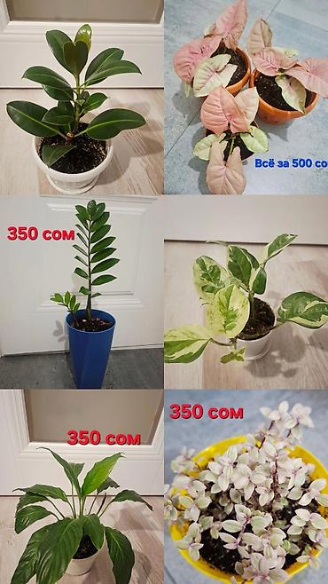 Фикусы: Фикус эластика (Ficus elastica) в горшке. - Компактный куст с — 1