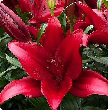 комнатные растения оптом: Лилии восточно-азиатские (азиатские гибриды) — эффектные садовые lalafo.kg да комнатные растения оптом: Лилии восточно-азиатские (азиатские гибриды) — эффектные садовые