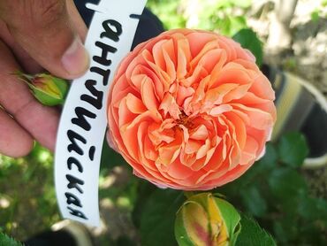 Şitillər: Məhsul: Bağ bitkiləri və meyvə fidanları seçimi - Hibiskus (Rose of — 49
