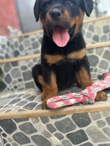 İtlər: Rotveyler, 1 ay, Erkek -da lalafo.az — 10 İtlər: Rotveyler, 1 ay, Erkek — 10