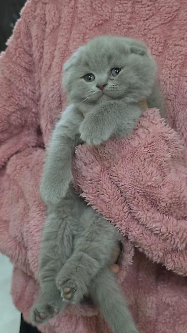 Pişiklər: Şotland, Erkək, Dişi, Yaxşı əllərə, Ünvandan götürmə, Pulsuz çatdırılma, Ödənişli çatdırılma — 9