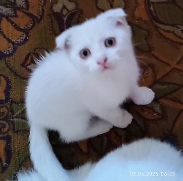 собаки мальтипу: Скотиш Фолд (Шотландская вислоухая), 2 месяца, Мальчик, Белый, Приучена к лотку — 3