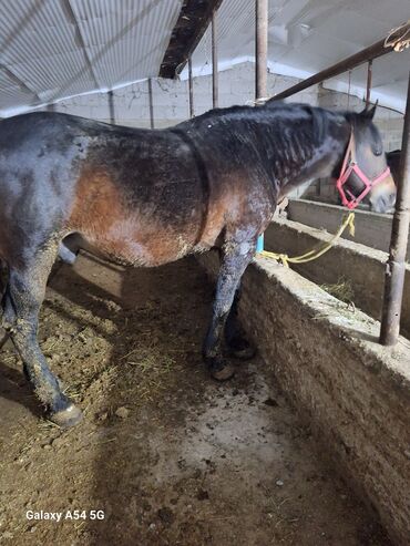 Лошади, кони: Продаю | Жеребец | Рабочий | Осеменитель — 9