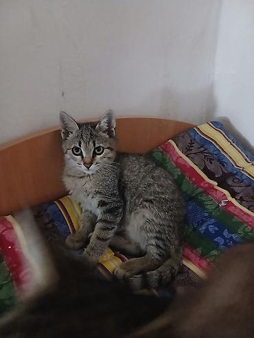 я ищу кота: Кошка даром: Беспородная, Мальчик, Приучена к лотку — 2