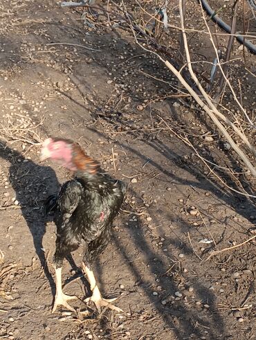 Куры, петухи: Продаю | Петух | Бойцовая, Дакан | На забой, Для разведения, Несушки — 16