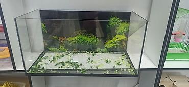 akvarium balıqlar: Akvarium ekstra şüşeden yıĝılıb ölçüleri 70.35.35 - Aydın, şəffaf — 3