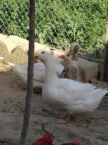 Digər quşlar: Qışqıran ördəklərdir✅️ Kəkilli var✅️ Bəzəkli var✅️ Sadəsi var✅️ Qara -da lalafo.az — 8 Digər quşlar: Qışqıran ördəklərdir✅️ Kəkilli var✅️ Bəzəkli var✅️ Sadəsi var✅️ Qara — 8