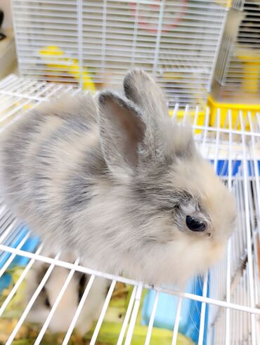 Декоративные кролики: Декоративные карликовые кролики. Цвет белый, дымчатый, белочерный