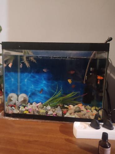 Akvariumlar: Dördbucaq akvarium, Balıqlarla birlikdə, 45 l — 2