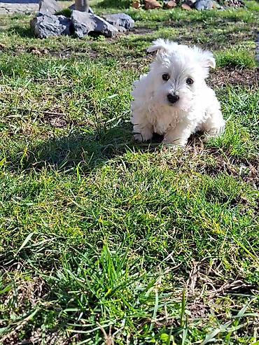 Psi: Zapadno škotskog belog terijera "W E S T I " stari 2 meseca — 8