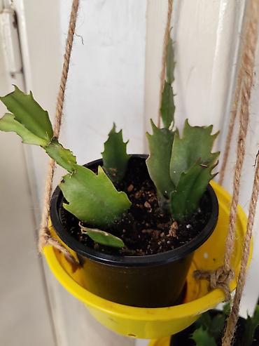 Декабристы: Алоэ Вера детки и алоэ столетник, для красоты, для лечения — 7