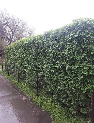 Другие декоративные деревья: Живые изгороди быстро растущие, растут до 4х метров. Сорт бархатный — 13