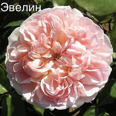 эльф: Саженцы Самовывоз, Платная доставка — 7