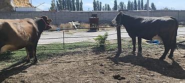 Коровы, быки: Продаю | Корова (самка) | Для молока — 24