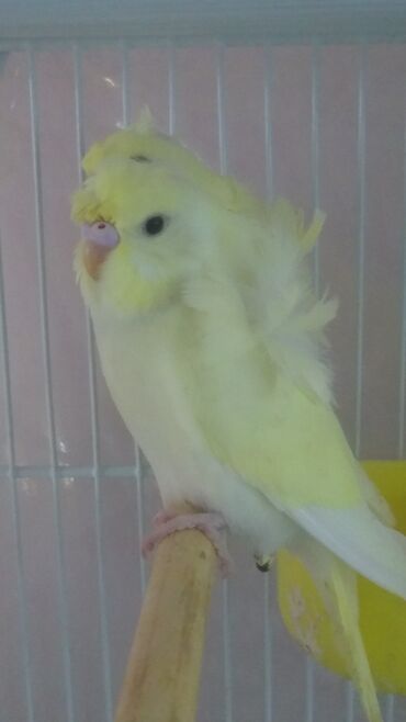 Tutuquşları: Yaponiclər və yaponicdən dömmələr — 17